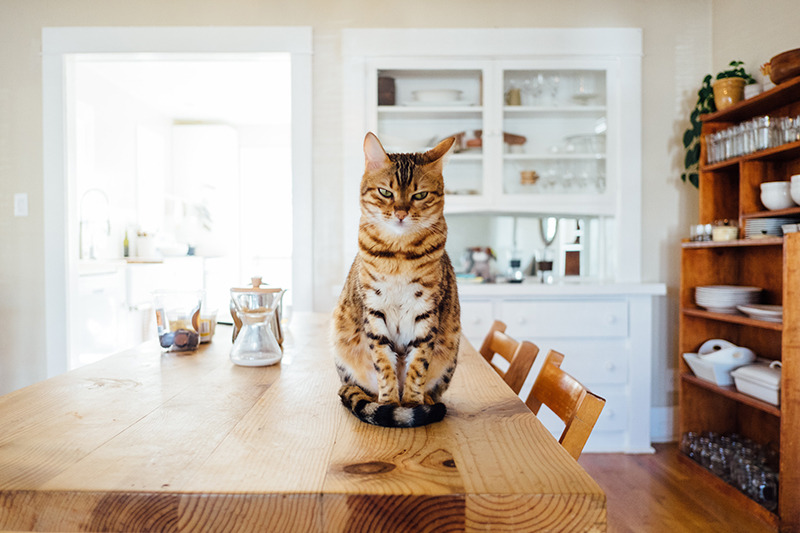 Table Pad For Pets